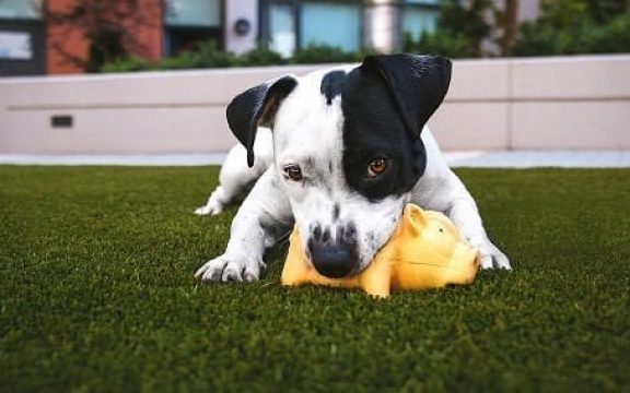 Cómo elegir un buen césped artificial