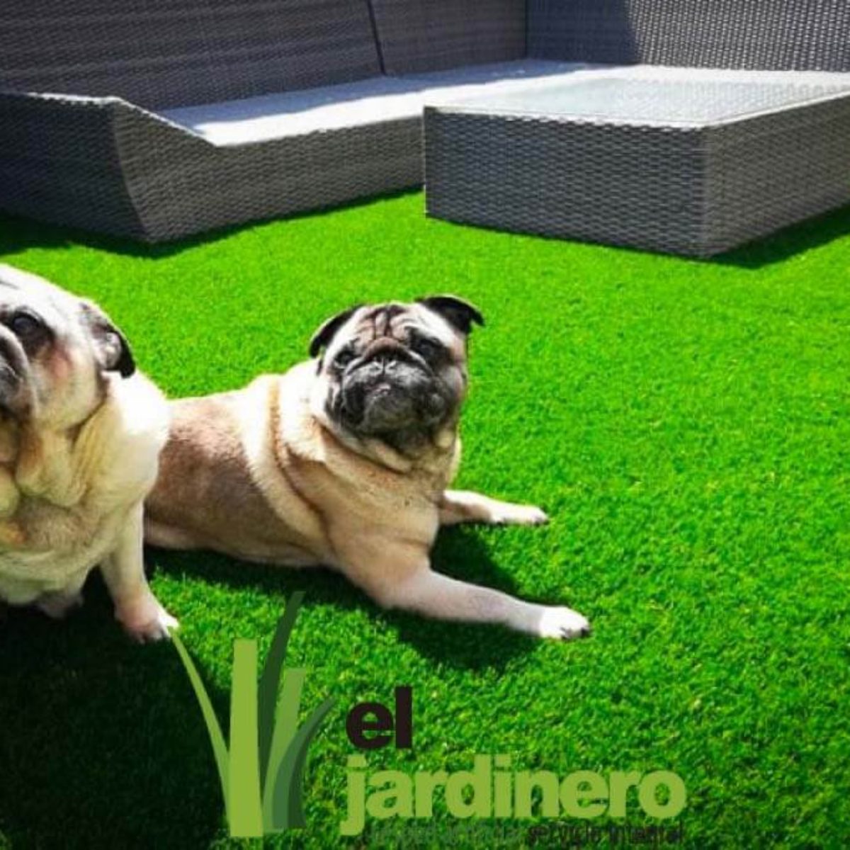 Fotos Césped artificial para Mascotas Cádiz