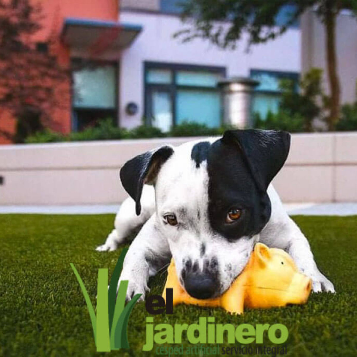 Fotos Césped artificial para Mascotas Cádiz