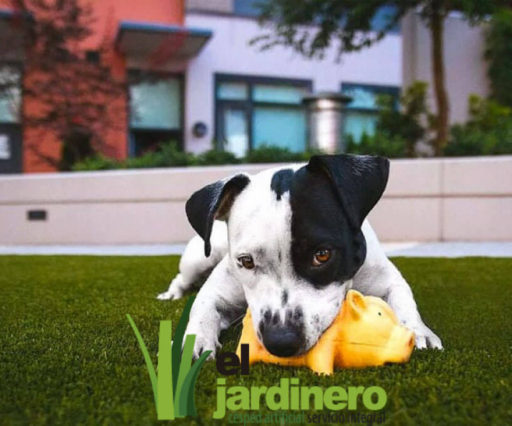 Fotos Césped artificial para Mascotas Cádiz