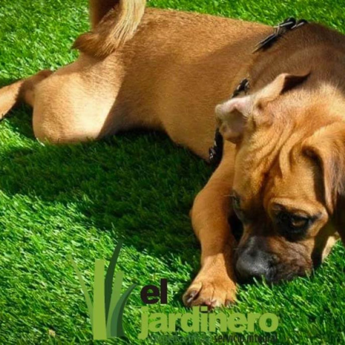 Fotos Césped artificial para Mascotas Cádiz