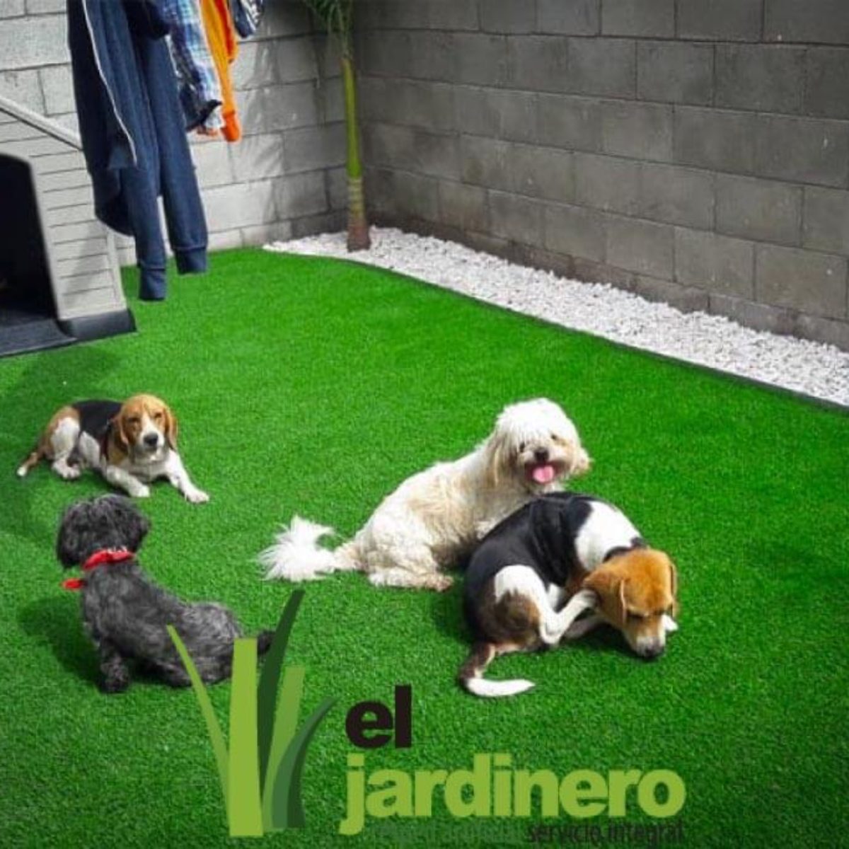 Fotos Césped artificial para Mascotas Cádiz
