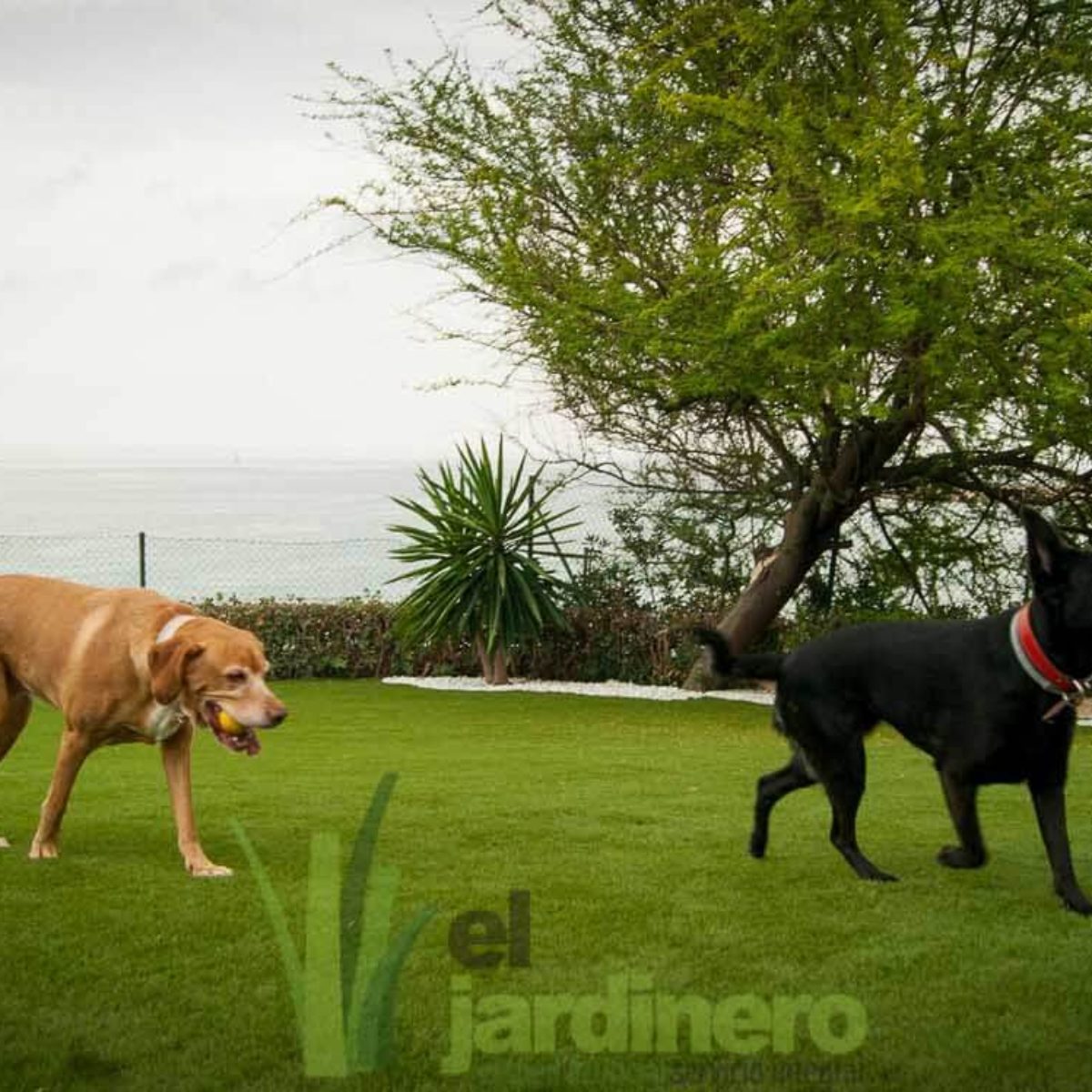 Fotos Césped artificial para Mascotas Cádiz