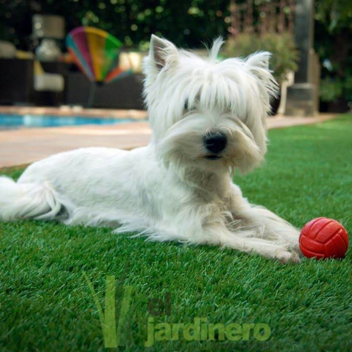 Fotos Césped artificial para Mascotas Cádiz