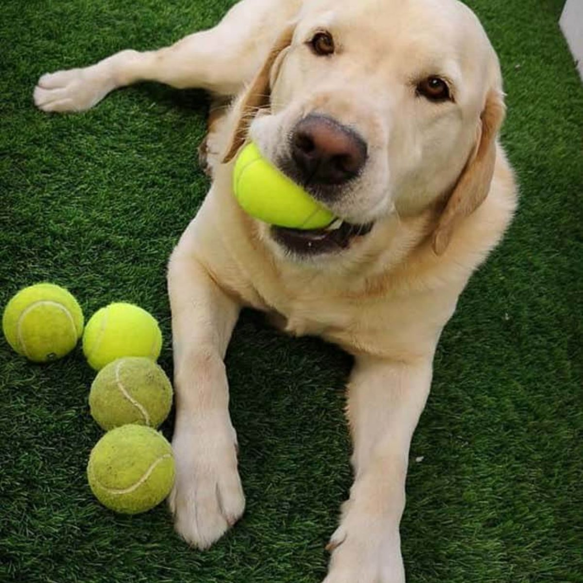 Fotos Césped artificial para Mascotas Cádiz