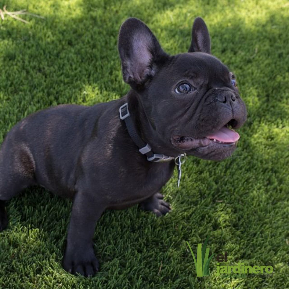 Fotos Césped artificial para Mascotas Cádiz